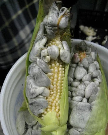 White corn truffle (Cuitlacoche) 215g